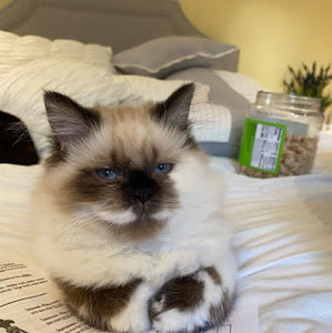 Meet your Posher, Daniel